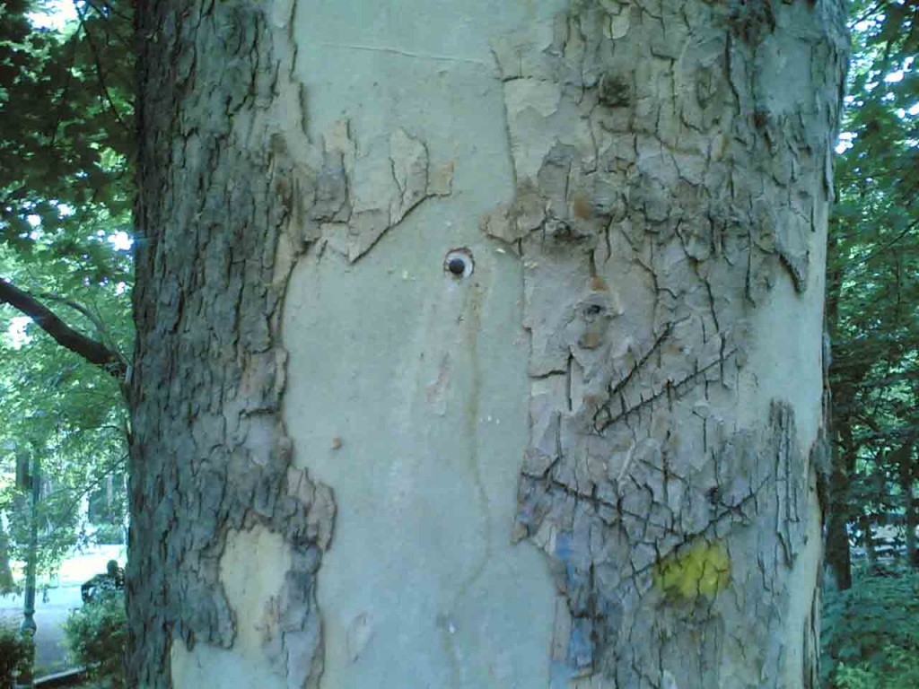 میخ قرار داده شده در درخت