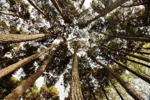 پروژه پلاک کوبی درختان - شرکت سورنا پردازش